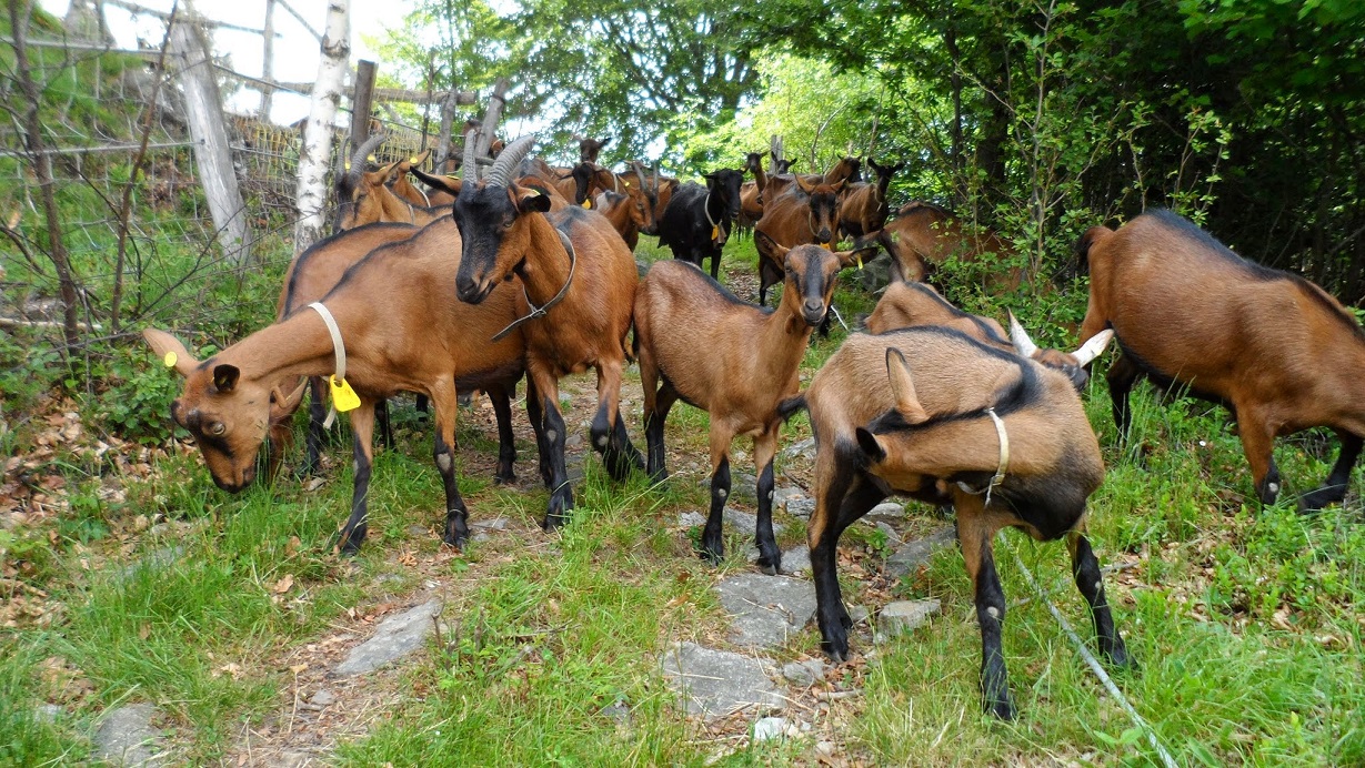 Elevage de chèvres