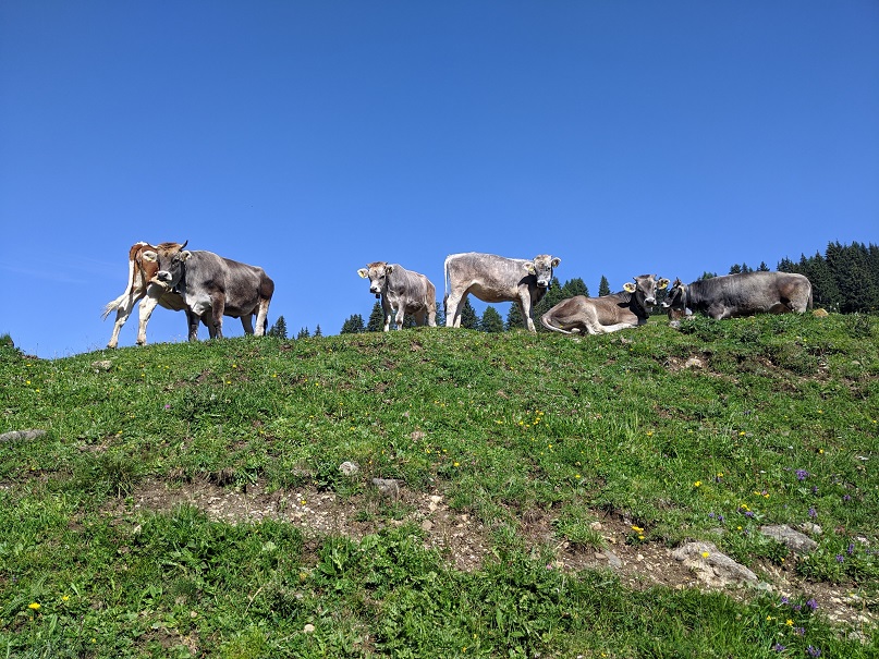 Vaches