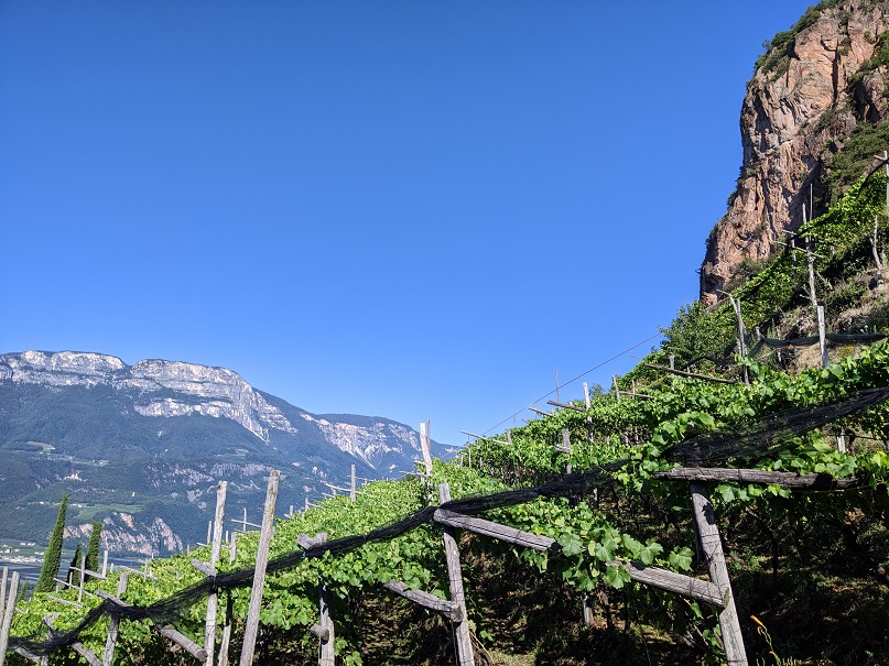 Vignes