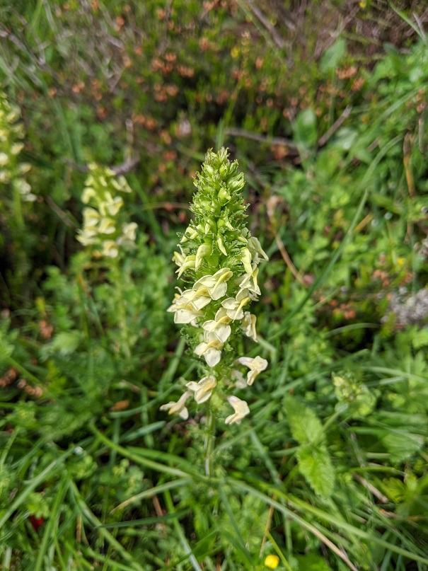 Rhinanthe