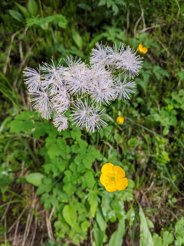 Colombine panachée (en blanc) et Benoîte des montagnes (en jaune)