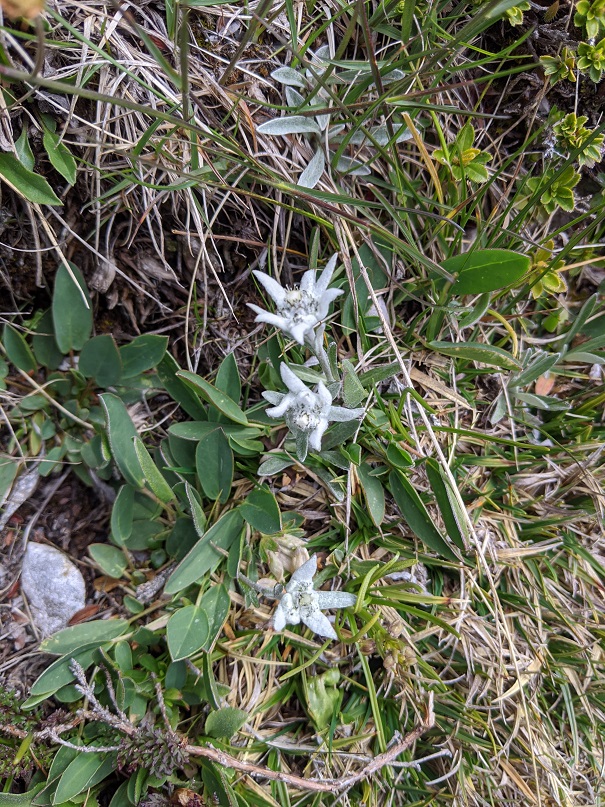 Edelweiss