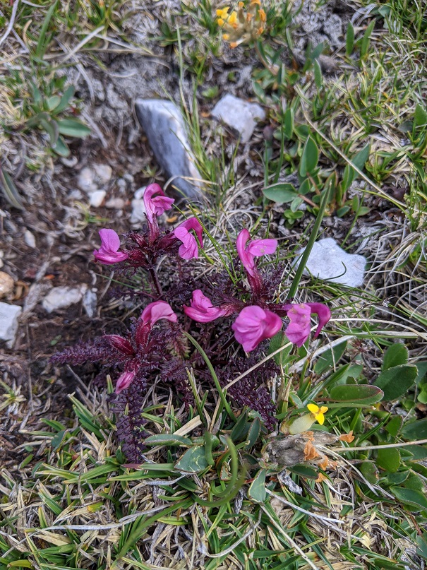 Pédiculaire rose d'Allioni