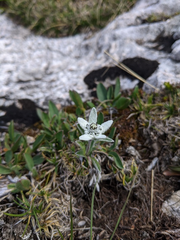 Edelweiss