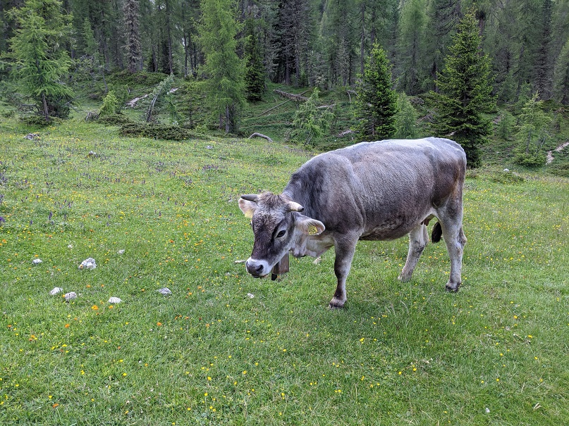 Vache