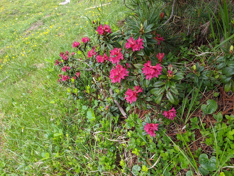 Rhododendrons