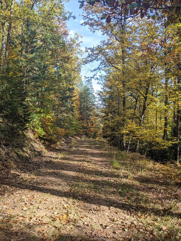 Route forestière de l'Erbsenthal