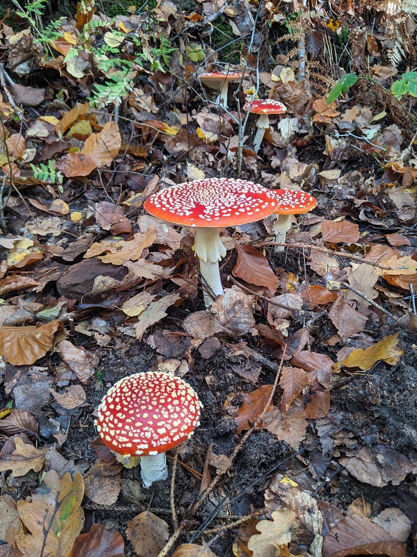 Champignons
