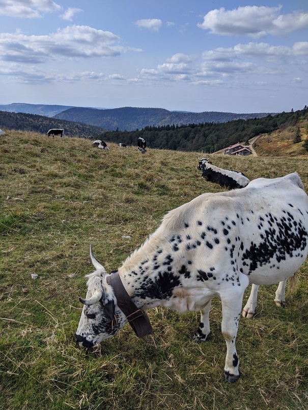 Vache vosgienne