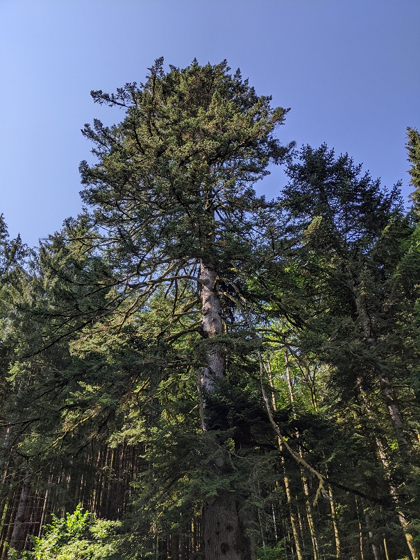Sapin de Kolben
