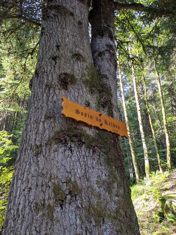 Sapin de Kolben