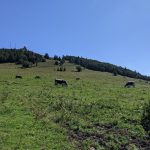 Traversée du Massif des Vosges – De Thann à Châtenois