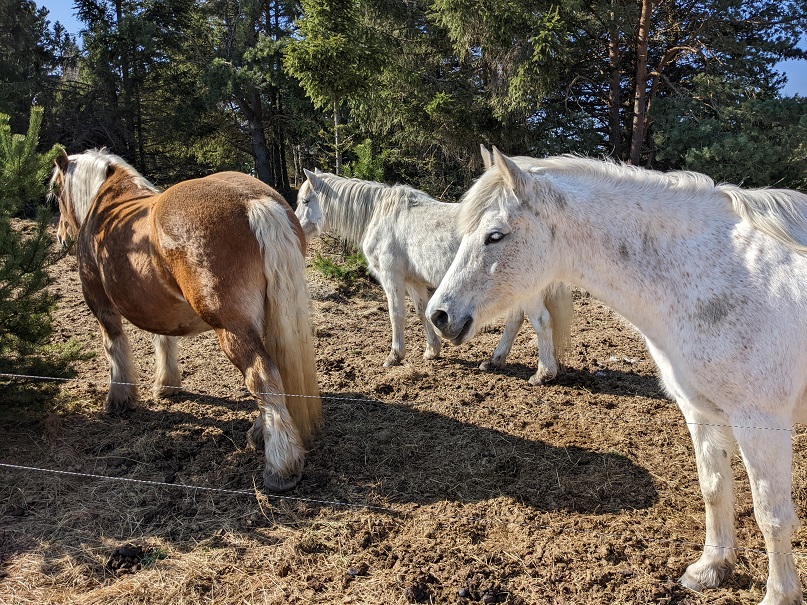 Chevaux