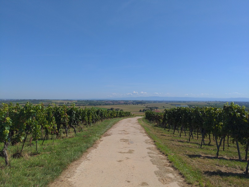 Randonnée de Molsheim à Dahlenheim
