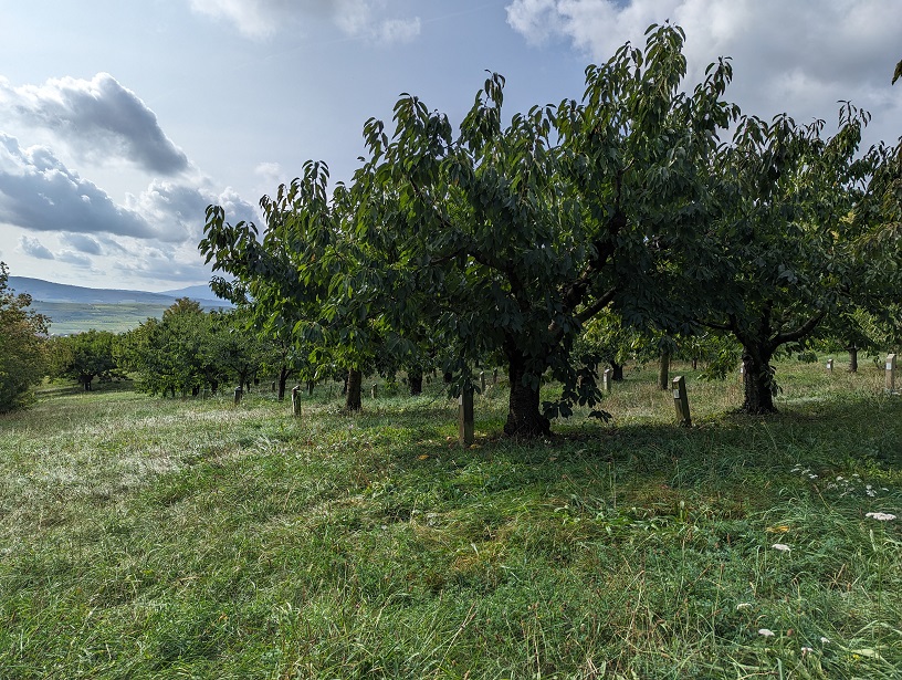 Verger conservatoire des cerises à Westhoffen